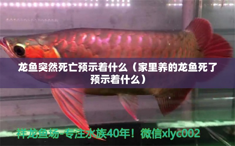 龍魚突然死亡預(yù)示著什么（家里養(yǎng)的龍魚死了預(yù)示著什么）