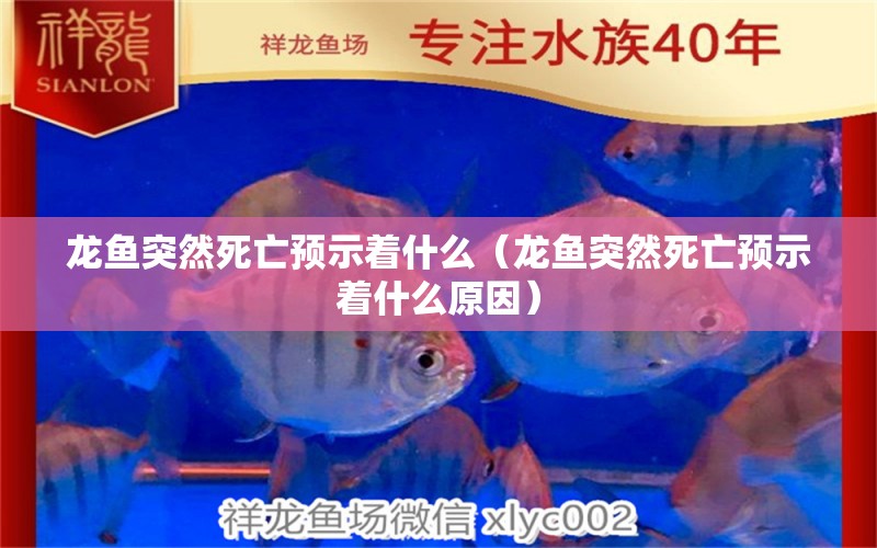 龍魚(yú)突然死亡預(yù)示著什么（龍魚(yú)突然死亡預(yù)示著什么原因）