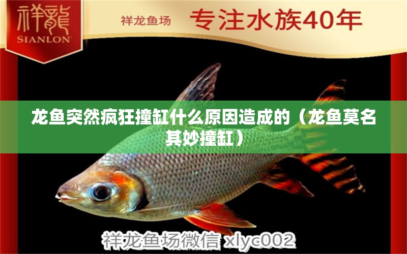 龍魚突然瘋狂撞缸什么原因造成的（龍魚莫名其妙撞缸）