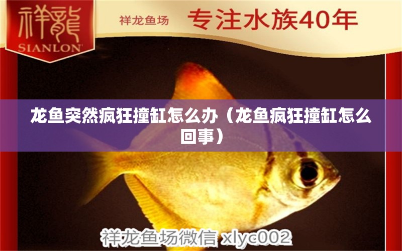 龍魚突然瘋狂撞缸怎么辦（龍魚瘋狂撞缸怎么回事）