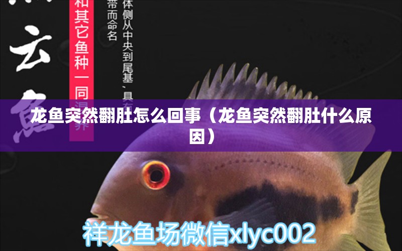 龍魚(yú)突然翻肚怎么回事（龍魚(yú)突然翻肚什么原因）