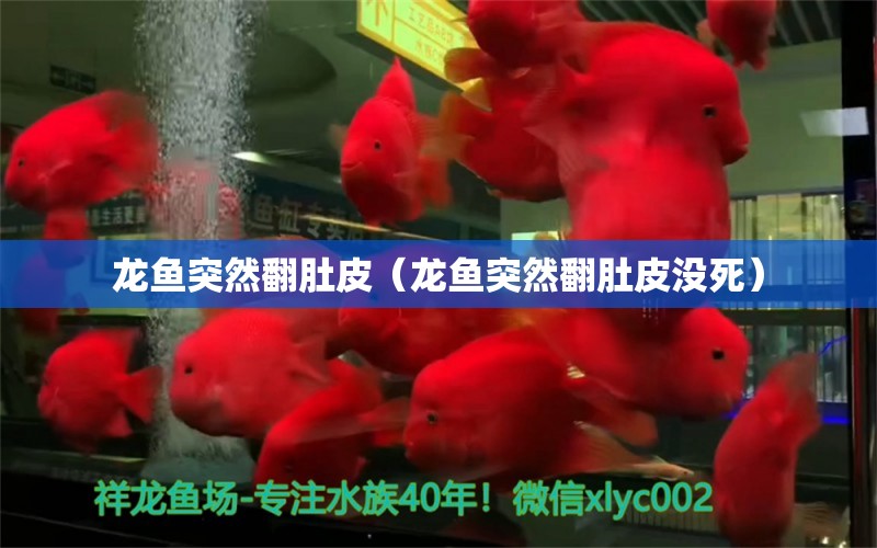 龍魚突然翻肚皮（龍魚突然翻肚皮沒死） 廣州龍魚批發(fā)市場