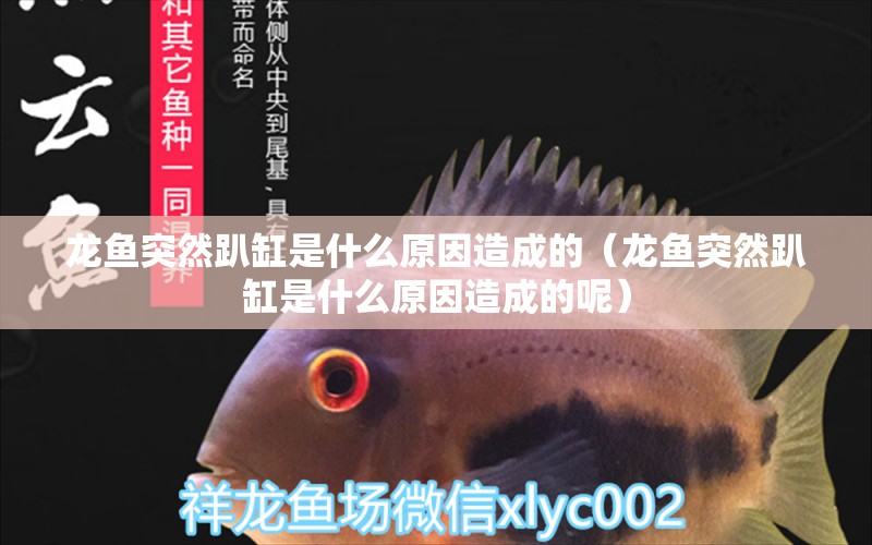 龍魚(yú)突然趴缸是什么原因造成的（龍魚(yú)突然趴缸是什么原因造成的呢）