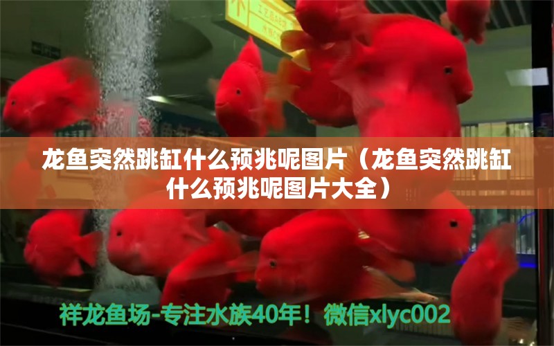 龍魚突然跳缸什么預(yù)兆呢圖片（龍魚突然跳缸什么預(yù)兆呢圖片大全） 廣州龍魚批發(fā)市場