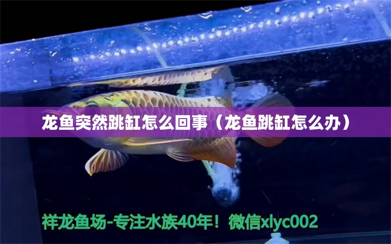 龍魚突然跳缸怎么回事（龍魚跳缸怎么辦）