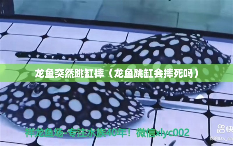 龍魚突然跳缸摔（龍魚跳缸會摔死嗎）