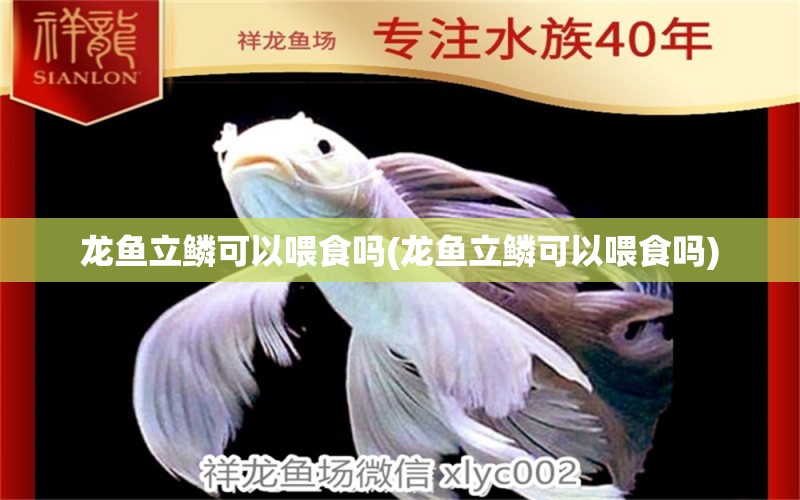 龍魚立鱗可以喂食嗎(龍魚立鱗可以喂食嗎) 其他品牌魚缸