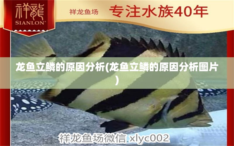 龍魚立鱗的原因分析(龍魚立鱗的原因分析圖片) 2024第28屆中國國際寵物水族展覽會(huì)CIPS（長城寵物展2024 CIPS） 第1張