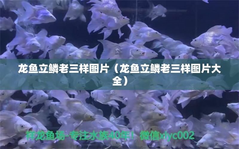 龍魚(yú)立鱗老三樣圖片（龍魚(yú)立鱗老三樣圖片大全） 龍魚(yú)疾病與治療