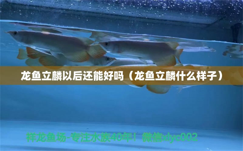 龍魚立麟以后還能好嗎（龍魚立麟什么樣子） 龍魚疾病與治療