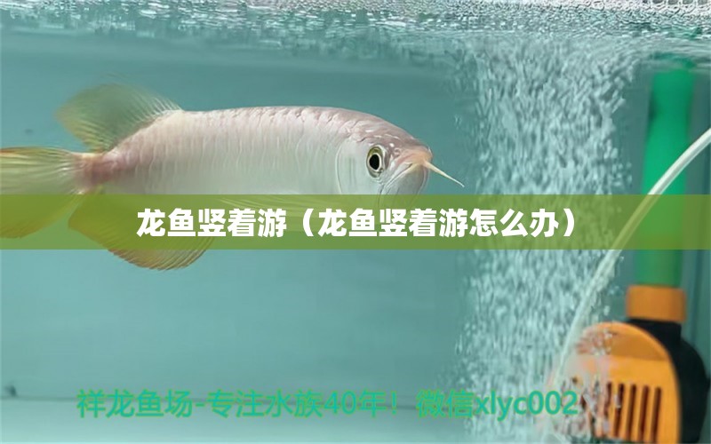 龍魚豎著游（龍魚豎著游怎么辦）