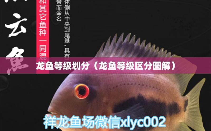 龍魚等級劃分（龍魚等級區(qū)分圖解） 龍魚疾病與治療