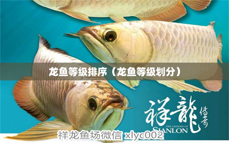 龍魚等級排序（龍魚等級劃分）