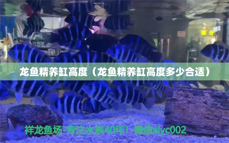 龍魚精養(yǎng)缸高度（龍魚精養(yǎng)缸高度多少合適） 廣州龍魚批發(fā)市場