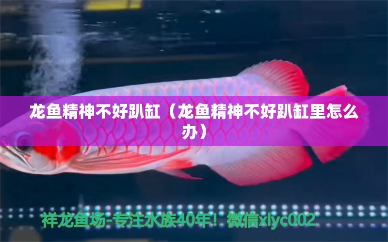 龍魚(yú)精神不好趴缸（龍魚(yú)精神不好趴缸里怎么辦）