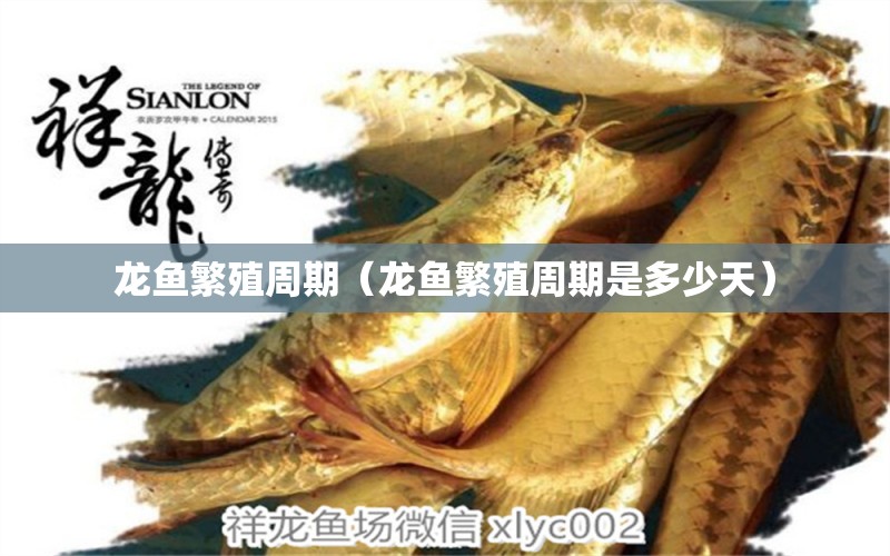 龍魚繁殖周期（龍魚繁殖周期是多少天） 廣州龍魚批發(fā)市場