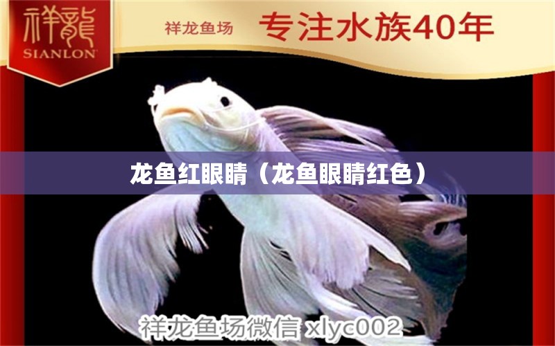 龍魚(yú)紅眼睛（龍魚(yú)眼睛紅色） 廣州龍魚(yú)批發(fā)市場(chǎng)