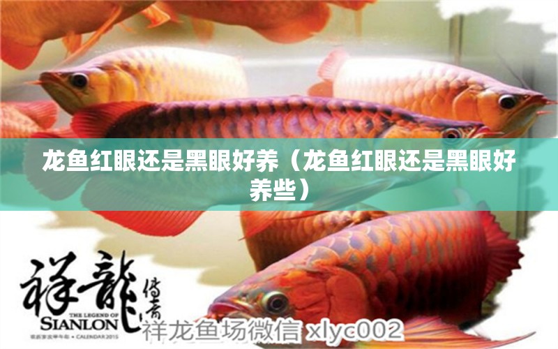 龍魚紅眼還是黑眼好養(yǎng)（龍魚紅眼還是黑眼好養(yǎng)些）