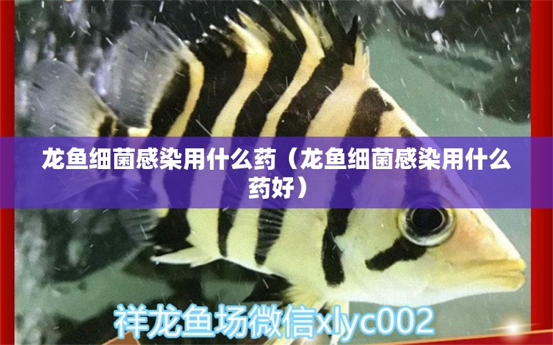 龍魚細菌感染用什么藥（龍魚細菌感染用什么藥好） 龍魚疾病與治療