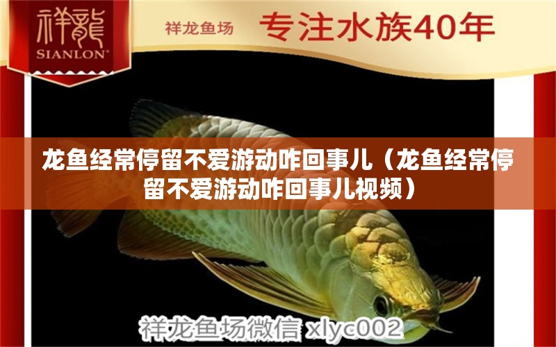 龍魚經(jīng)常停留不愛游動咋回事兒（龍魚經(jīng)常停留不愛游動咋回事兒視頻）