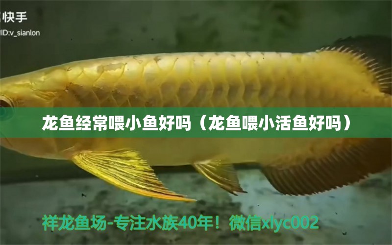 龍魚經(jīng)常喂小魚好嗎（龍魚喂小活魚好嗎）