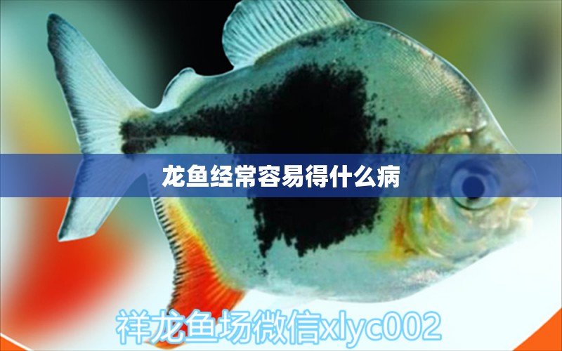 龍魚(yú)經(jīng)常容易得什么病 龍魚(yú)疾病與治療