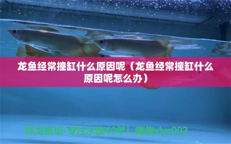 龍魚經常撞缸什么原因呢（龍魚經常撞缸什么原因呢怎么辦）