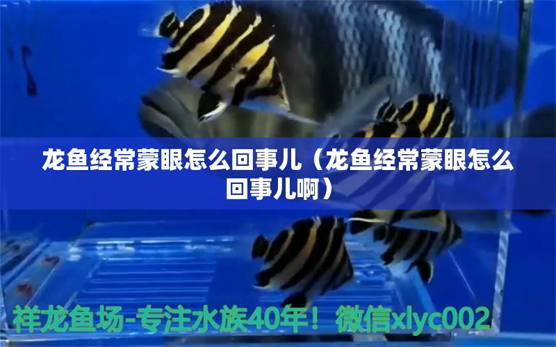 龍魚經常蒙眼怎么回事兒（龍魚經常蒙眼怎么回事兒?。?廣州龍魚批發(fā)市場