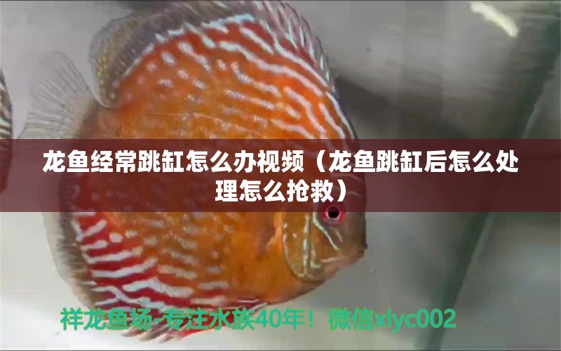 龍魚經(jīng)常跳缸怎么辦視頻（龍魚跳缸后怎么處理怎么搶救）