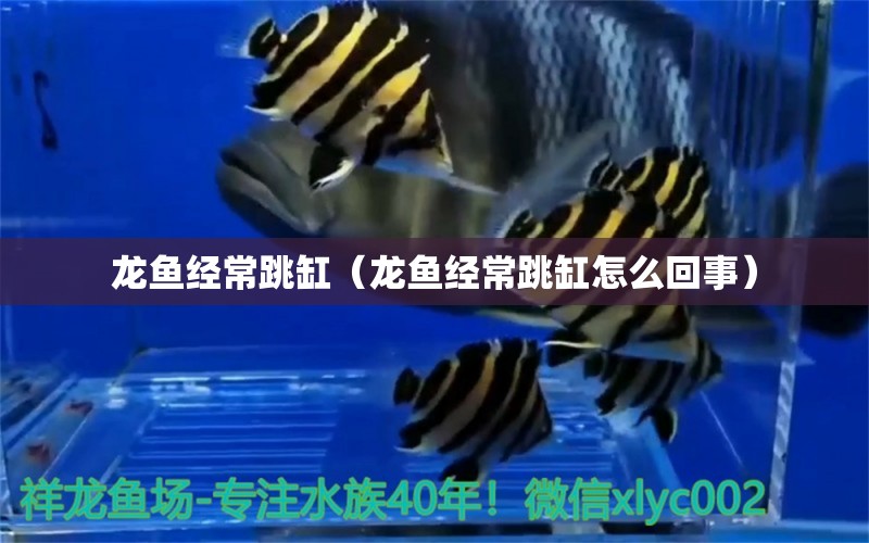 龍魚(yú)經(jīng)常跳缸（龍魚(yú)經(jīng)常跳缸怎么回事）