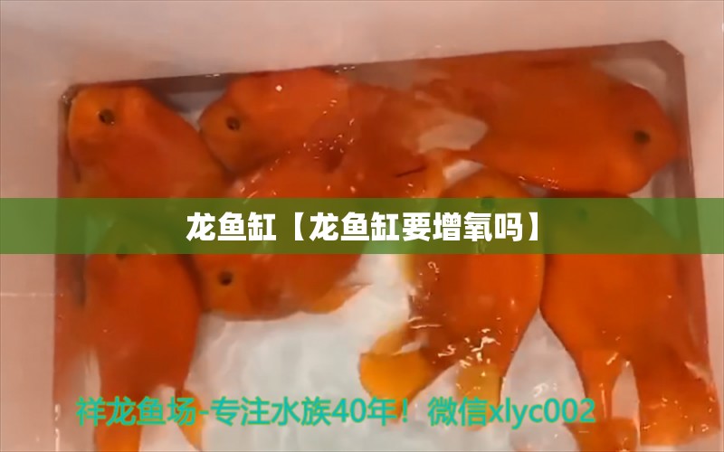 龍魚缸【龍魚缸要增氧嗎】 龍魚批發(fā)