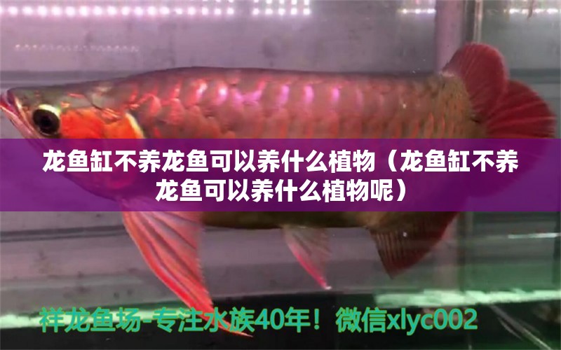 龍魚缸不養(yǎng)龍魚可以養(yǎng)什么植物（龍魚缸不養(yǎng)龍魚可以養(yǎng)什么植物呢）