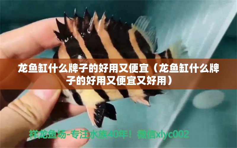 龍魚缸什么牌子的好用又便宜（龍魚缸什么牌子的好用又便宜又好用） 量子養(yǎng)魚技術(shù)