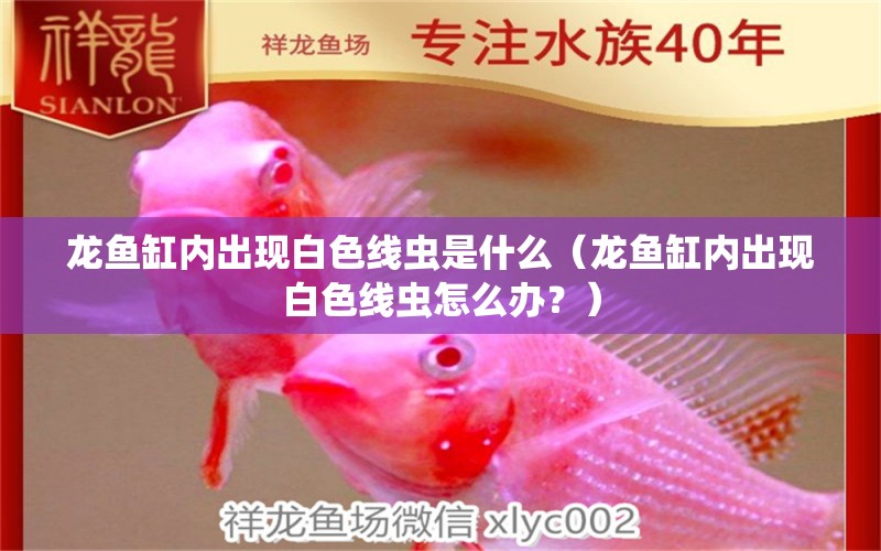 龍魚(yú)缸內(nèi)出現(xiàn)白色線蟲(chóng)是什么（龍魚(yú)缸內(nèi)出現(xiàn)白色線蟲(chóng)怎么辦？） 水族問(wèn)答 第2張