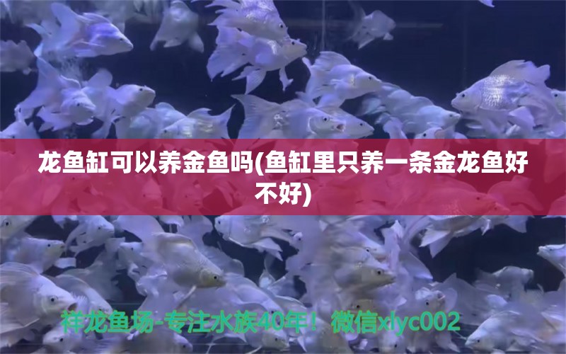 龍魚(yú)缸可以養(yǎng)金魚(yú)嗎(魚(yú)缸里只養(yǎng)一條金龍魚(yú)好不好)