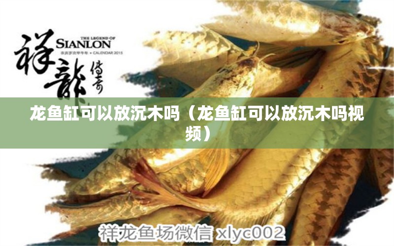 龍魚(yú)缸可以放沉木嗎（龍魚(yú)缸可以放沉木嗎視頻） 泰國(guó)雪鯽魚(yú)