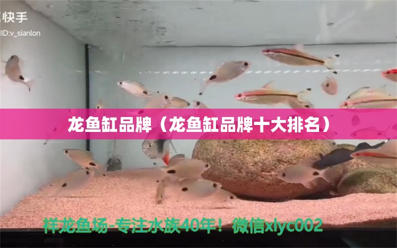 龍魚缸品牌（龍魚缸品牌十大排名） 廣州龍魚批發(fā)市場(chǎng)