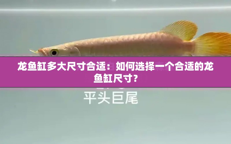 龍魚缸多大尺寸合適：如何選擇一個(gè)合適的龍魚缸尺寸？ 水族問(wèn)答