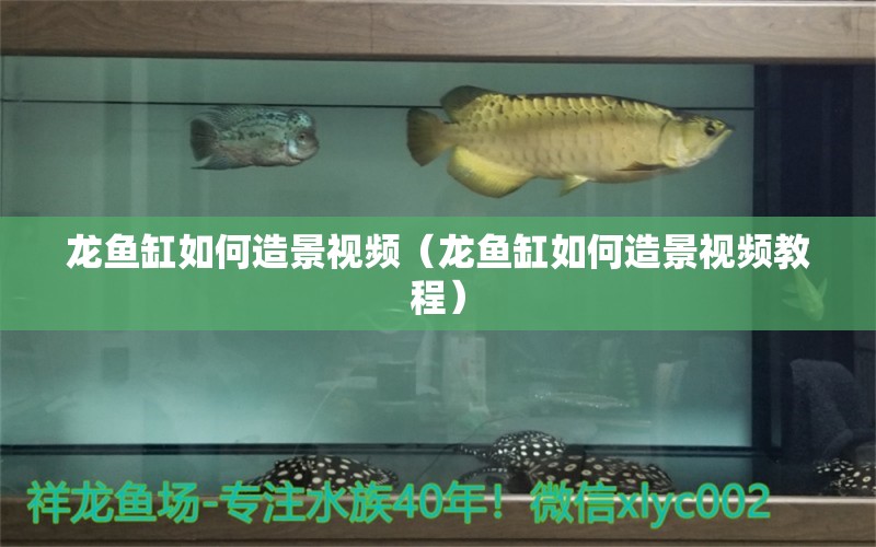 龍魚缸如何造景視頻（龍魚缸如何造景視頻教程）