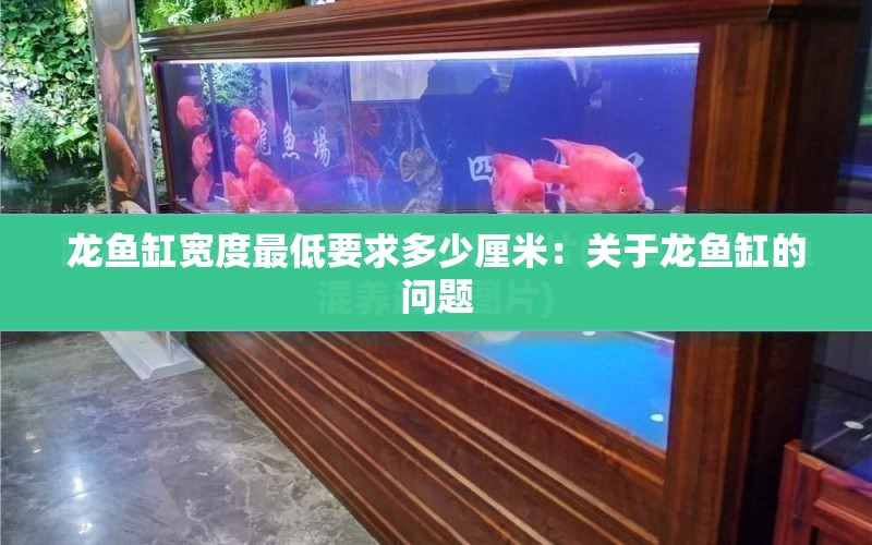 龍魚缸寬度最低要求多少厘米：關(guān)于龍魚缸的問(wèn)題 水族問(wèn)答