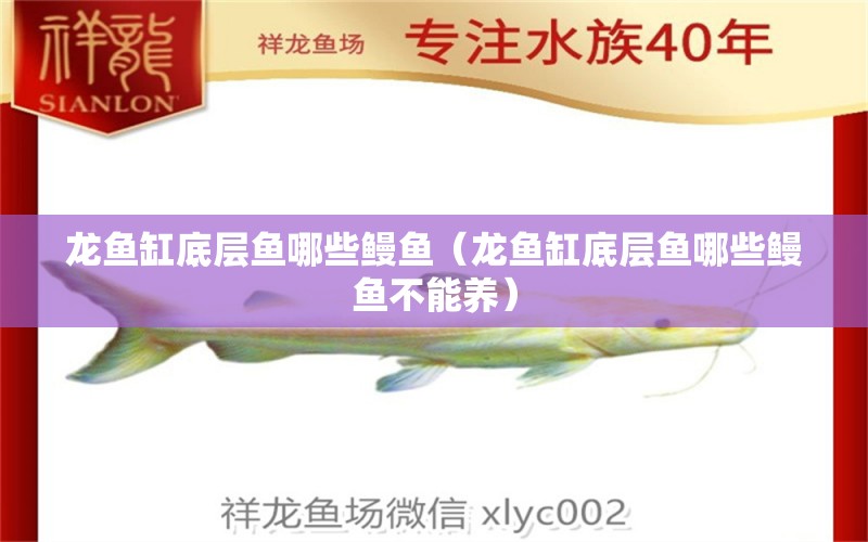 龍魚(yú)缸底層魚(yú)哪些鰻魚(yú)（龍魚(yú)缸底層魚(yú)哪些鰻魚(yú)不能養(yǎng)）