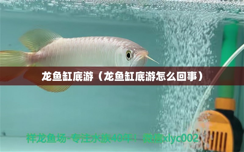 龍魚缸底游（龍魚缸底游怎么回事）