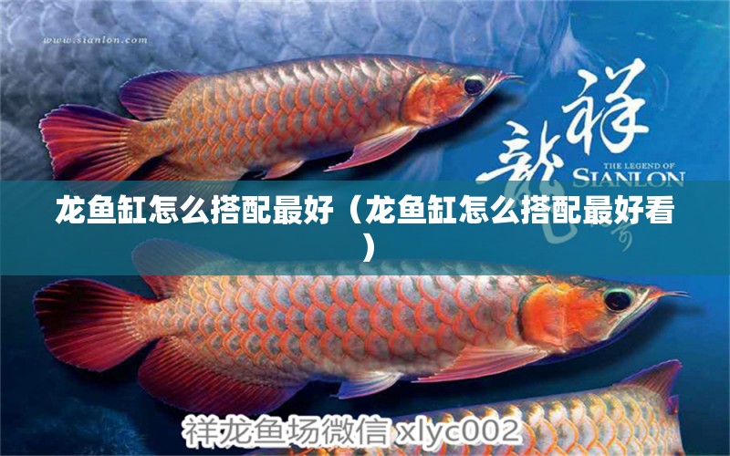 龍魚缸怎么搭配最好（龍魚缸怎么搭配最好看） 祥龍水族醫(yī)院