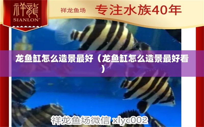 龍魚缸怎么造景最好（龍魚缸怎么造景最好看） 祥龍魚場(chǎng)