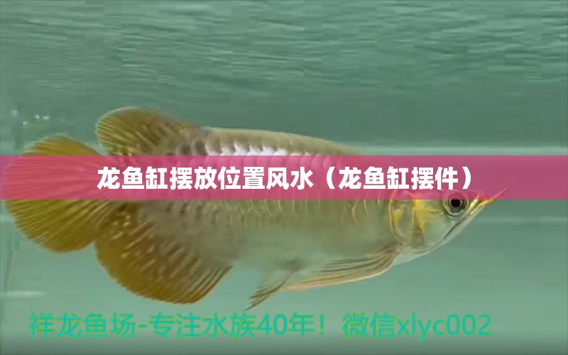 龍魚缸擺放位置風(fēng)水（龍魚缸擺件） 照明器材