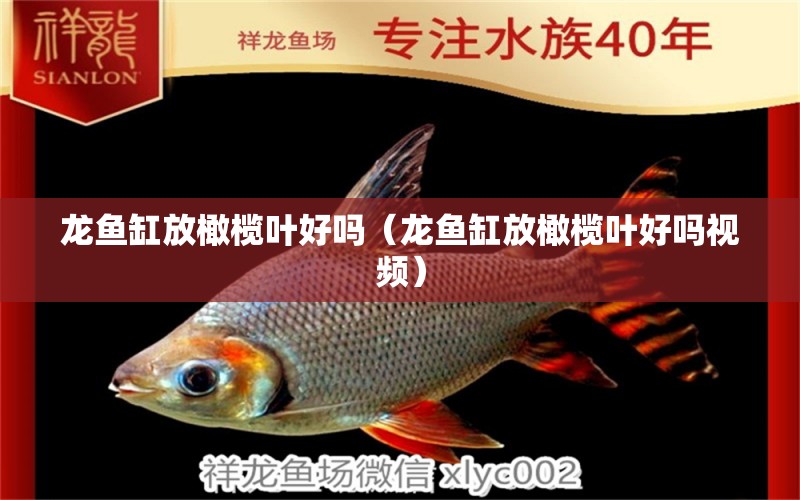 龍魚缸放橄欖葉好嗎（龍魚缸放橄欖葉好嗎視頻）