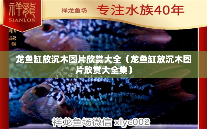 龍魚缸放沉木圖片欣賞大全（龍魚缸放沉木圖片欣賞大全集）