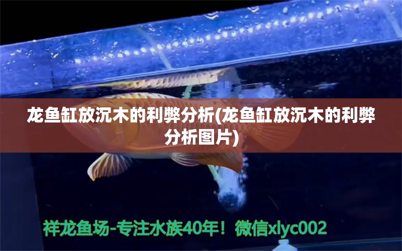 龍魚缸放沉木的利弊分析(龍魚缸放沉木的利弊分析圖片) 泰國虎魚 第1張