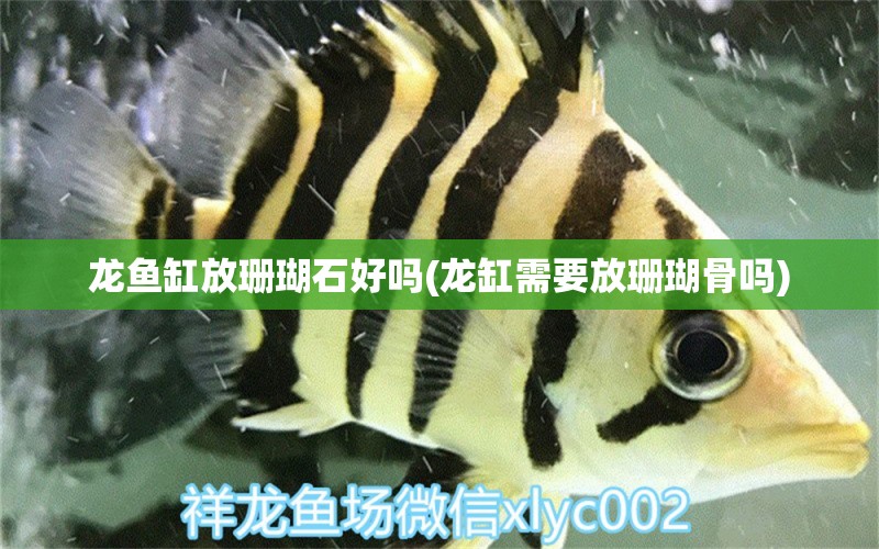 龍魚(yú)缸放珊瑚石好嗎(龍缸需要放珊瑚骨嗎)