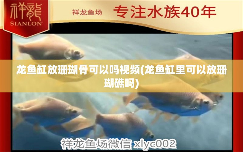 龍魚缸放珊瑚骨可以嗎視頻(龍魚缸里可以放珊瑚礁嗎) 白玉紅龍魚 第1張